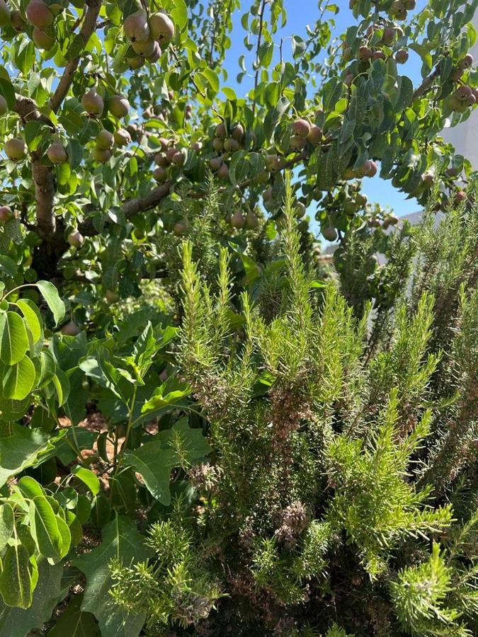 Trullo Antelmi Βίλα Ceglie Messapica Εξωτερικό φωτογραφία