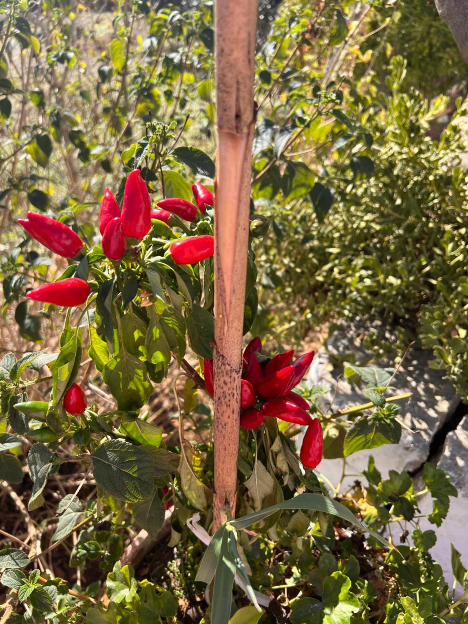 Trullo Antelmi Βίλα Ceglie Messapica Εξωτερικό φωτογραφία
