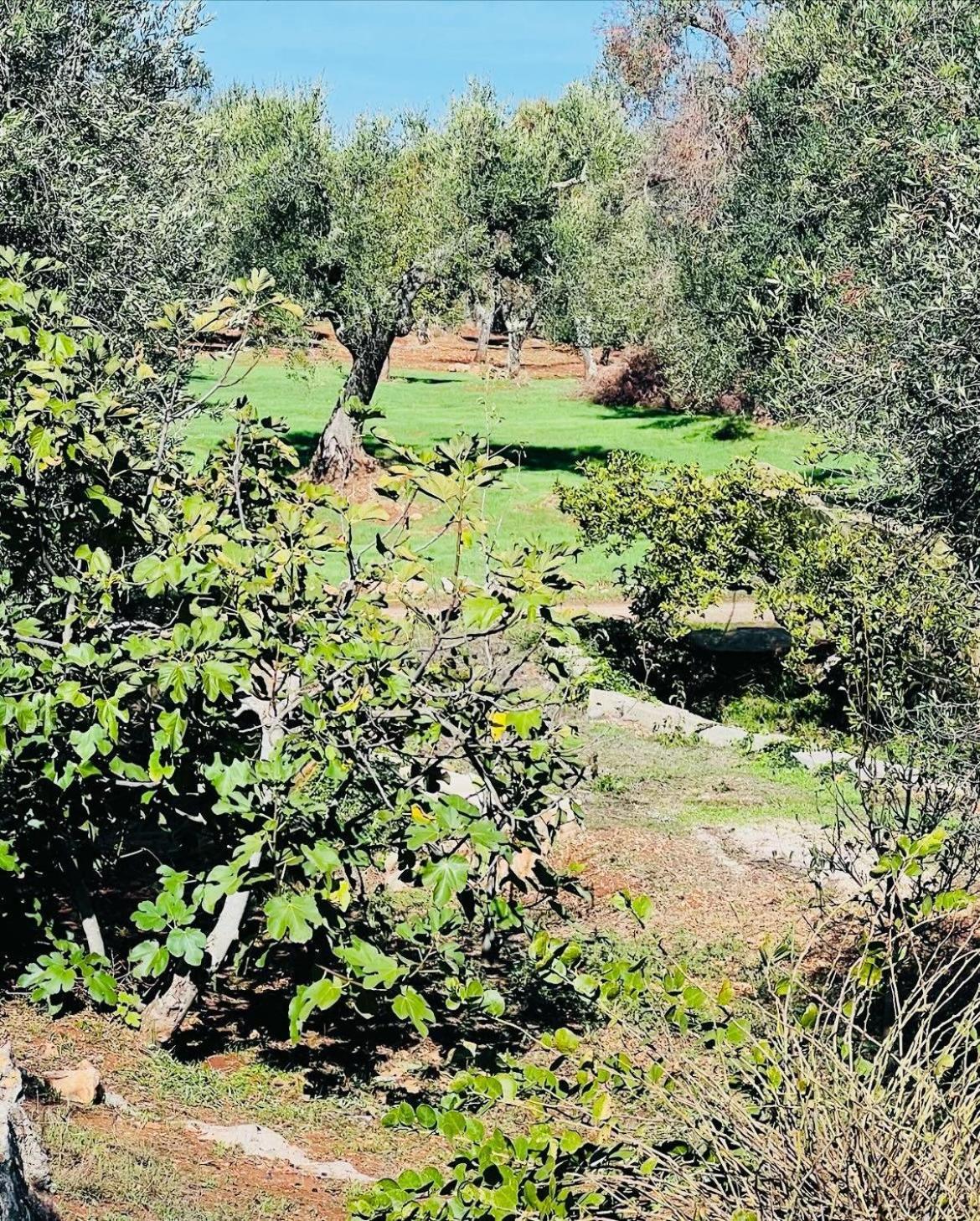 Trullo Antelmi Βίλα Ceglie Messapica Εξωτερικό φωτογραφία